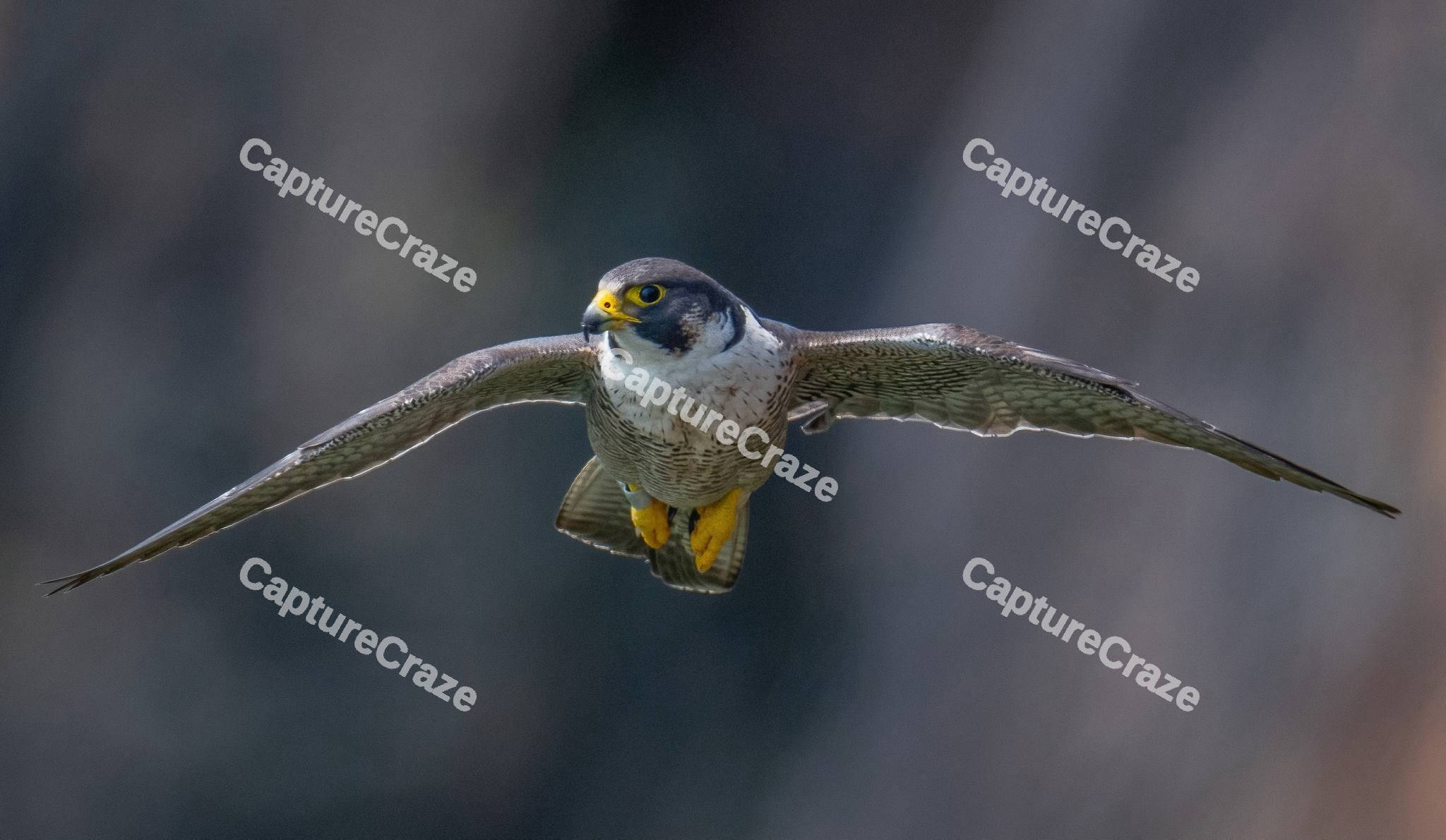 Peregrine Falcon